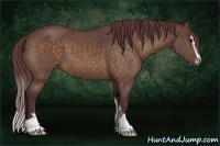 Horse Color:Chocolate Buckskin Sabino 