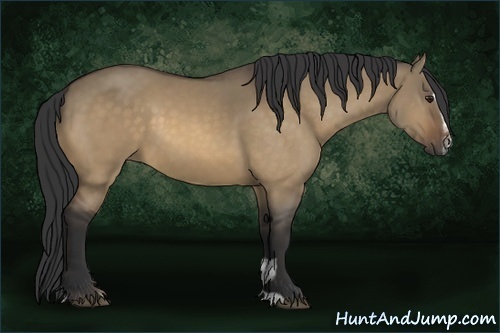 Horse Color:Buckskin Dun Sabino 