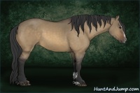 Horse Color:Buckskin Dun Sabino 