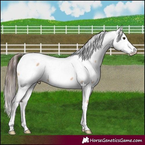 Horse Color:Bay Dun Appaloosa