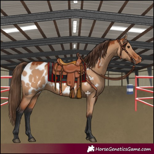 Horse Color:Bay Dun Blanket