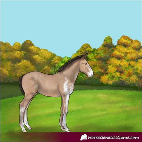 Horse Color:Amber Champagne Sabino
