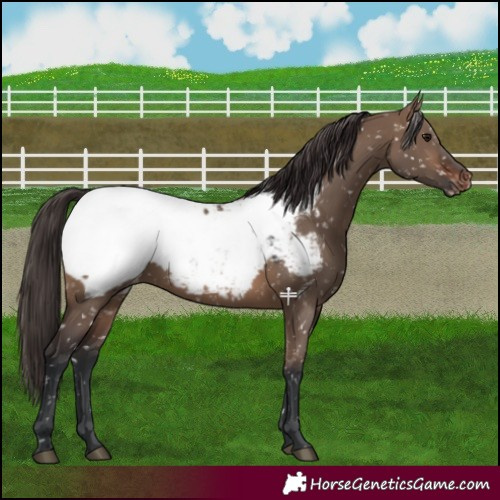 Horse Color:Brown Dun Near Fewspot 