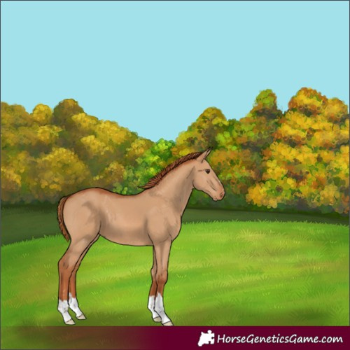 Horse Color:Red Dun 