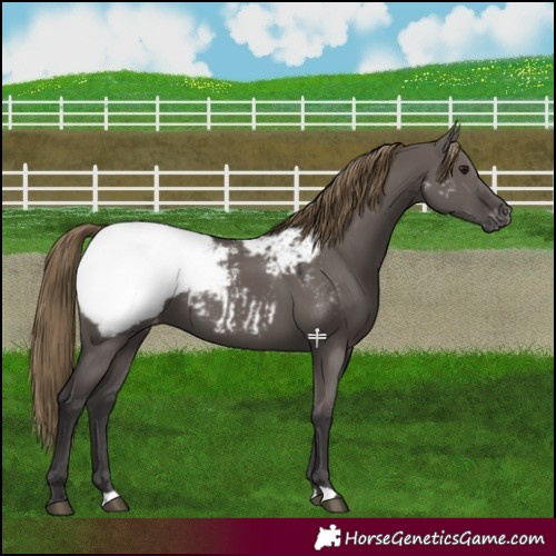 Horse Color:Smoky Grullo Near Fewspot