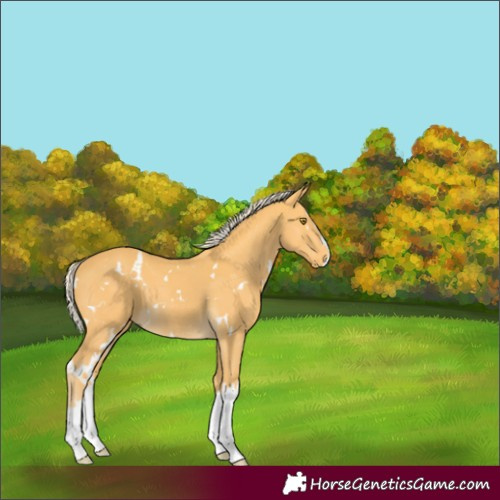 Horse Color:White Spotted Palomino Splash