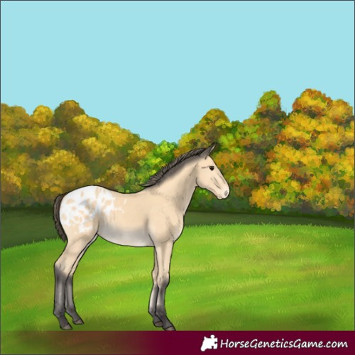 Horse Color:Buckskin Appaloosa Rabicano 