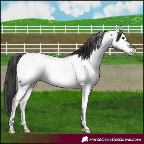 Horse Color:Grullo Fewspot