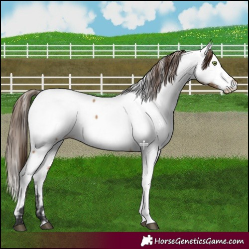 Horse Color:Bay Dun Near Fewspot 