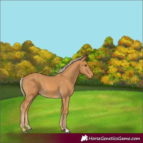 Horse Color:Palomino
