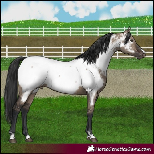 Horse Color:Brown Dun Appaloosa