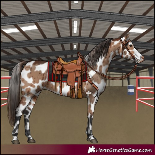 Horse Color:Bay Dun Leopard Brindle