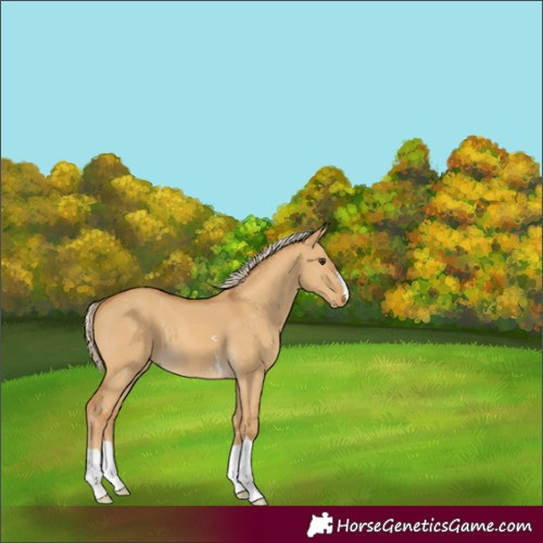 Horse Color:Palomino Dun