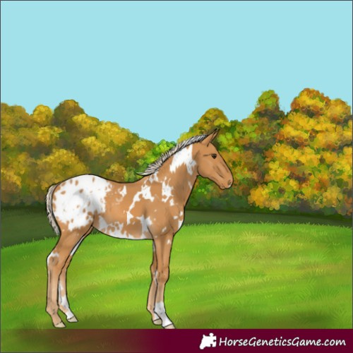 Horse Color:White Spotted Palomino Appaloosa 