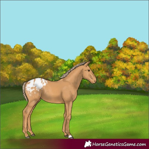 Horse Color:Chestnut Appaloosa Rabicano