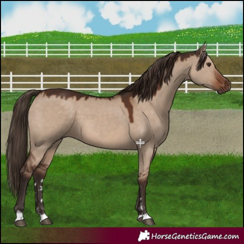 Horse Color:Liver Red Dun 