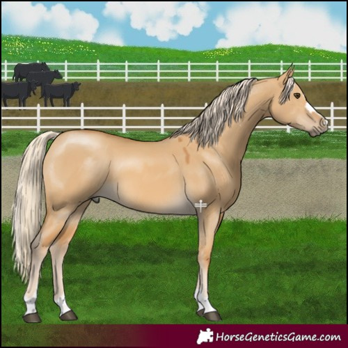 Horse Color:Palomino Dun
