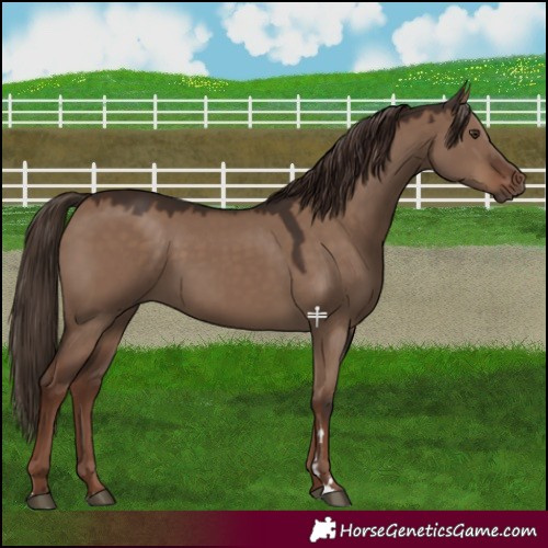 Horse Color:Liver Red Dun
