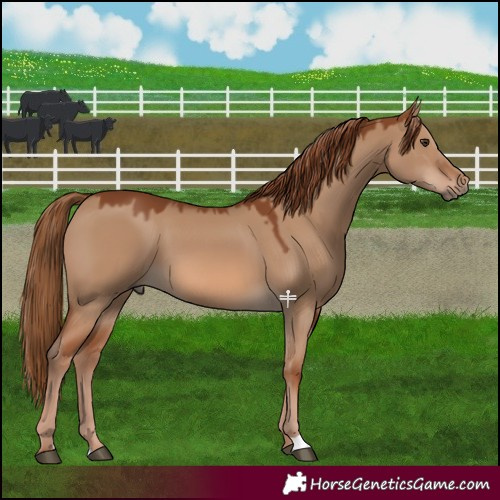 Horse Color:Red Dun