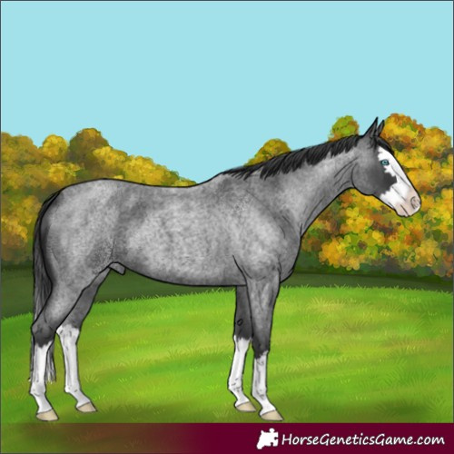 Horse Color:Blue Roan Splash