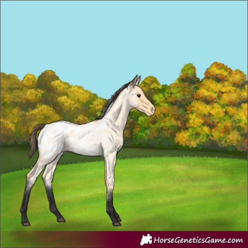 Horse Color:Buckskin Roan Appaloosa