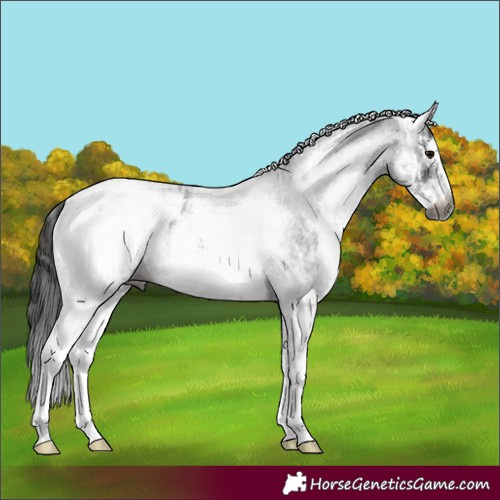Horse Color:Gray White Spotted Black Appaloosa and Gray White Spotted Blue Roan Appaloosa