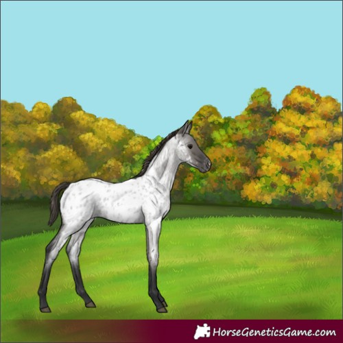 Horse Color:Grullo Roan Appaloosa 