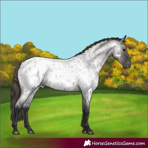 Horse Color:Grullo Roan Appaloosa 
