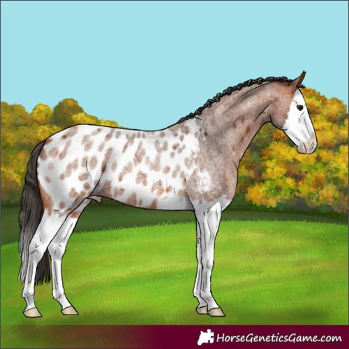 Horse Color:Bay Roan Splash Appaloosa 