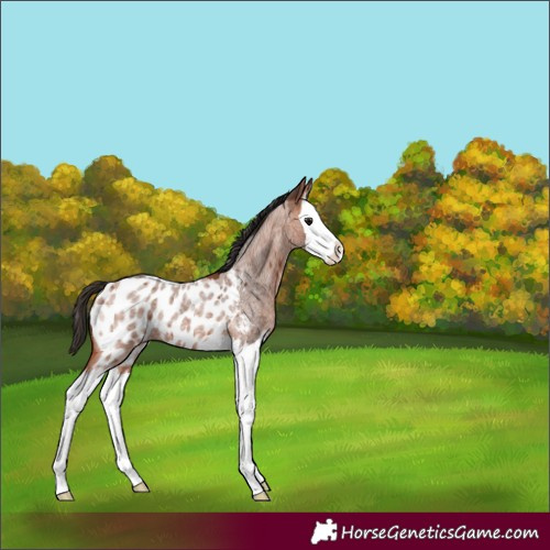 Horse Color:Bay Roan Splash Appaloosa