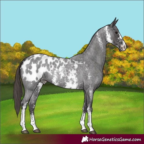 Horse Color:Smoky Blue Roan Sabino Appaloosa