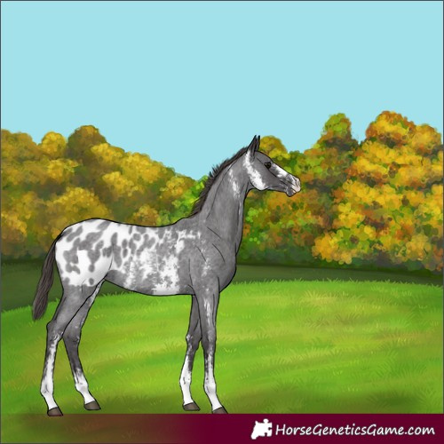 Horse Color:Smoky Blue Roan Sabino Appaloosa
