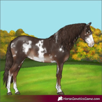 Horse Color:White Spotted Liver Chestnut Sabino 