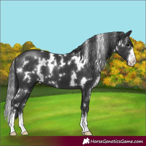 Horse Color:White Spotted Black