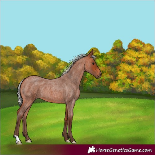 Horse Color:Silver Bay Roan 