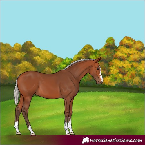 Horse Color:Silver Bay