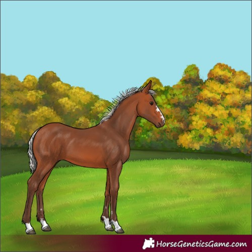 Horse Color:Silver Bay