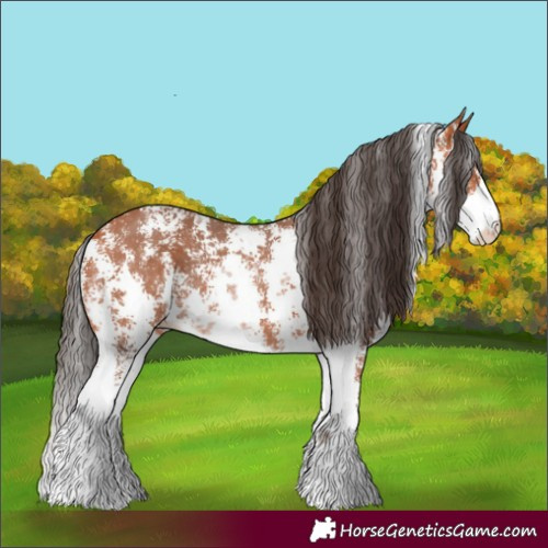 Horse Color:Bay Sabino Appaloosa Rabicano 