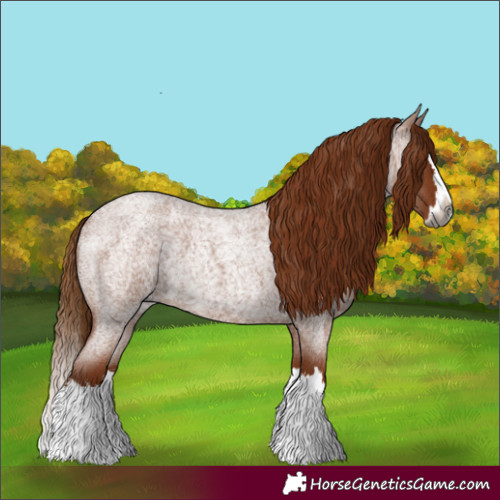 Horse Color:Gray Red Roan Splash