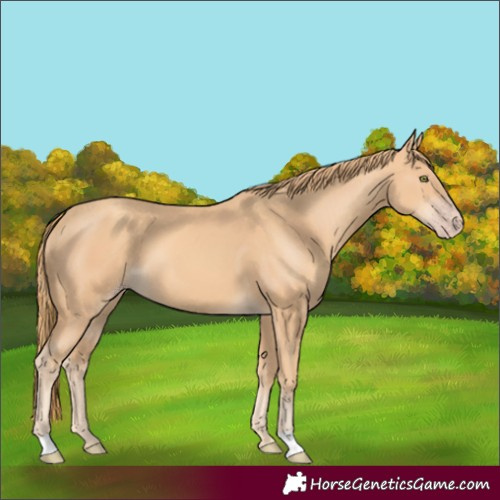 Horse Color:Gold Champagne 