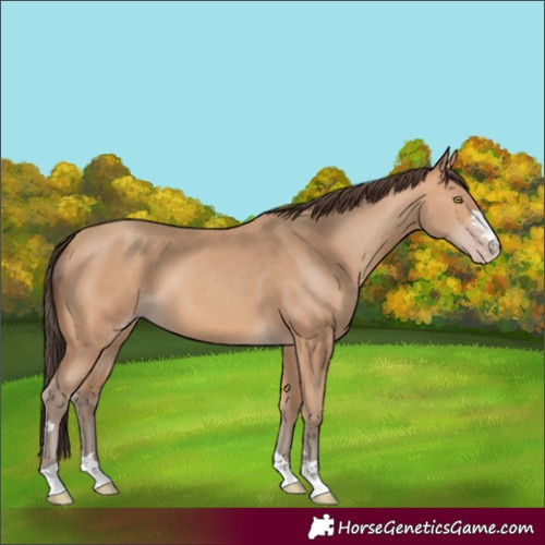 Horse Color:Amber Champagne 