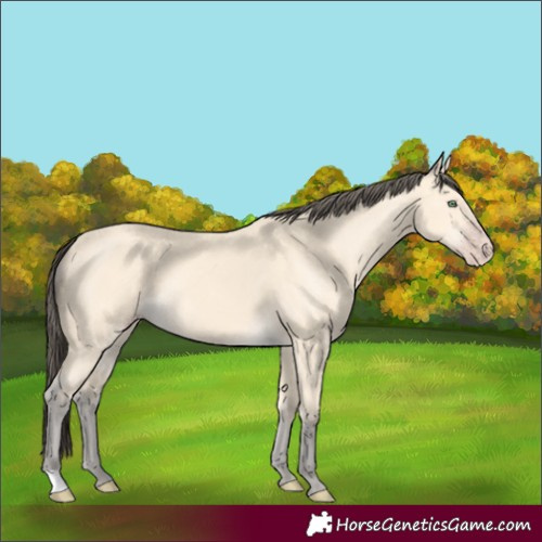 Horse Color:Amber Cream Champagne 