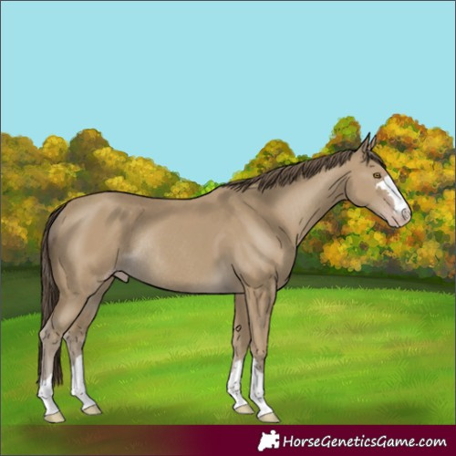 Horse Color:Classic Cream Champagne Rabicano