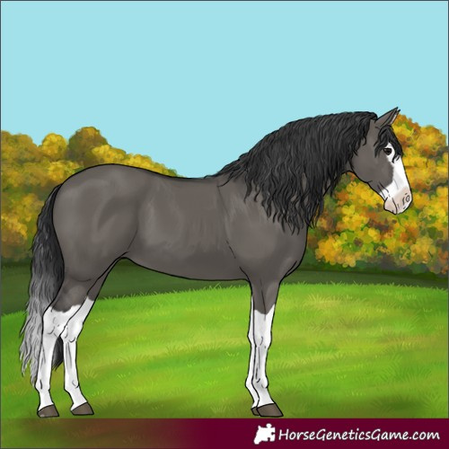 Horse Color:Grullo Splash