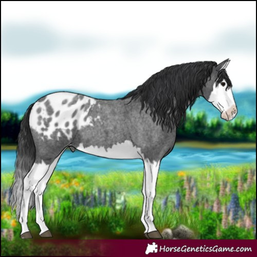 Horse Color:Blue Roan Splash Appaloosa 
