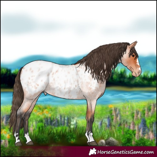 Horse Color:Bay Roan Appaloosa