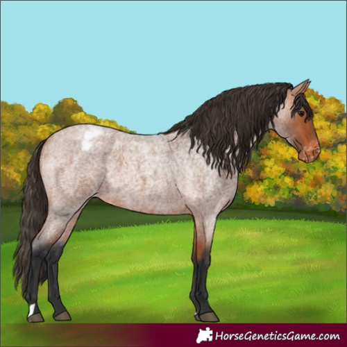 Horse Color:Bay Roan Appaloosa