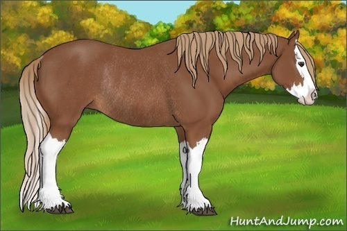 Horse Color:Chestnut Splash Rabicano