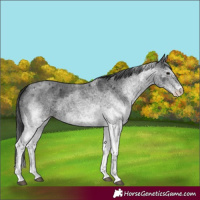 Horse Color:White Spotted Blue Roan