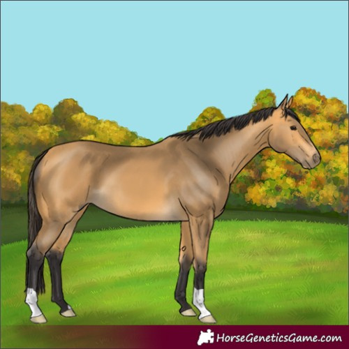 Horse Color:Buckskin 